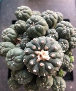 Peyote Cactus