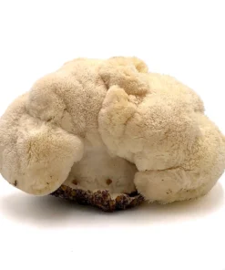 Lion's Mane Mushroom